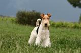 FOX TERRIER 669